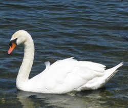 Swan on Whitlingham lake
