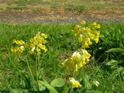 Cowslips in Peasonhall