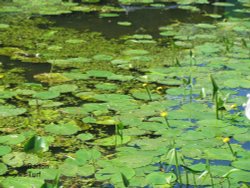 The lilly pad Wallpaper