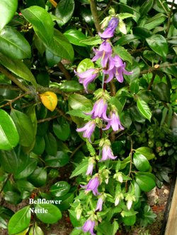 Bellflower Nettle