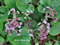 Winter Heliotrope Wallpaper