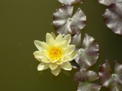 Water Lilly Wallpaper