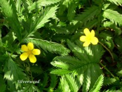 Silverweed. Wallpaper