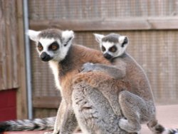 Lemurs at The Wild Life Park