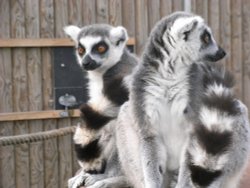 Lemurs at The Wild Life Park Wallpaper