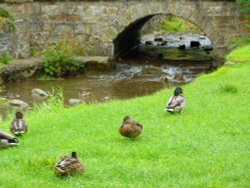 Downham Beck Wallpaper