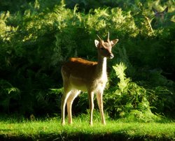 Fallow Deer, Bradgate Park Wallpaper