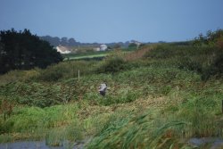 Marazion marshes with grey heron swooping in Wallpaper