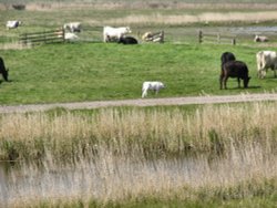 Cattle on the marshes Wallpaper