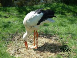 Stork and Eggs Wallpaper