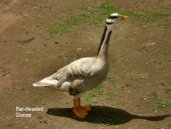 Bar Headed Goose Wallpaper