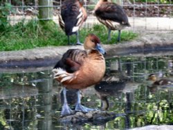 A Whistling Duck at the Wild Life Park.