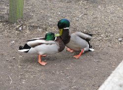 Mallards at Rollesby Wallpaper