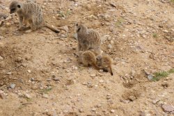 A picture of the Yorkshire Wildlife Park, Doncaster Wallpaper