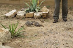 A picture of the Yorkshire Wildlife Park, Doncaster Wallpaper