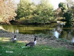 A pond in Brooke Wallpaper