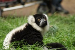 A picture of the Yorkshire Wildlife Park, Doncaster Wallpaper