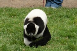 A picture of the Yorkshire Wildlife Park, Doncaster Wallpaper