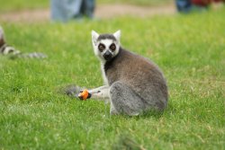 A picture of the Yorkshire Wildlife Park, Doncaster Wallpaper