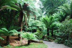 Cornish Palms and Ferns Wallpaper