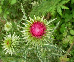 A Musk ?? Thistle Wallpaper