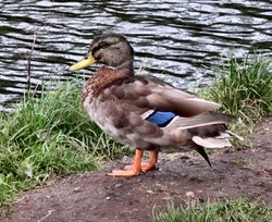 A Mallard at Hellesdon Wallpaper