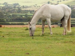 White horse, East Claydon, Bucks Wallpaper