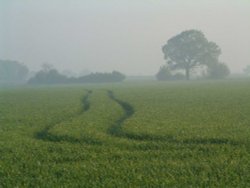 Misty Morning at Loves Farm Wallpaper