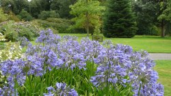 Flowers that looked a little like bluebells Wallpaper