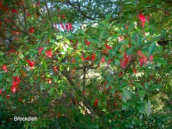 Pretty tree by the water in Brockdish Wallpaper