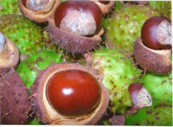 Horse Chestnuts (Conkers)