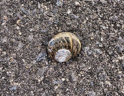 Snail on the path Wallpaper