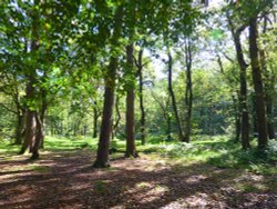 Boggy Wood, Claughton Wallpaper