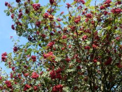 Rowan Berries Wallpaper