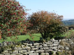 Rowan Berries Wallpaper