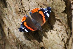 Red Admiral Wallpaper