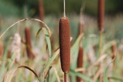 Common Reedmace Wallpaper