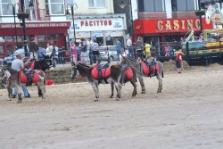 Donkeys on the beach Wallpaper