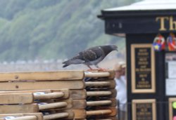 Pigeon on folded deckchairs Wallpaper