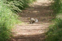 Squirrel Wallpaper