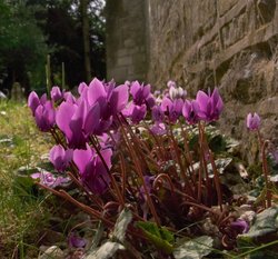 Wood Cyclamen Wallpaper