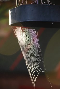 Spider's web