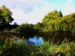 A Pond at South Walsham Wallpaper