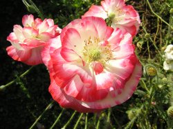 Poppies in the gardens at Parham House Wallpaper