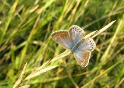 Female Adonis Blue butterfly on the cliffs at Dover Wallpaper