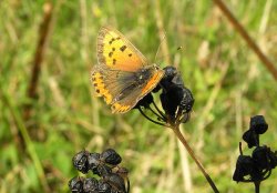 Small copper butterfly on the cliffs at Dover Wallpaper