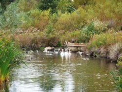 Sheltered wildfowl Wallpaper