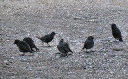 Starlings at the harbour. Wallpaper