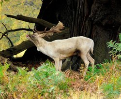 Fallow Deer Stag, Calke Abbey Wallpaper