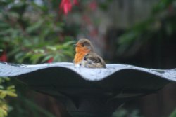 A Robin Bathing Wallpaper